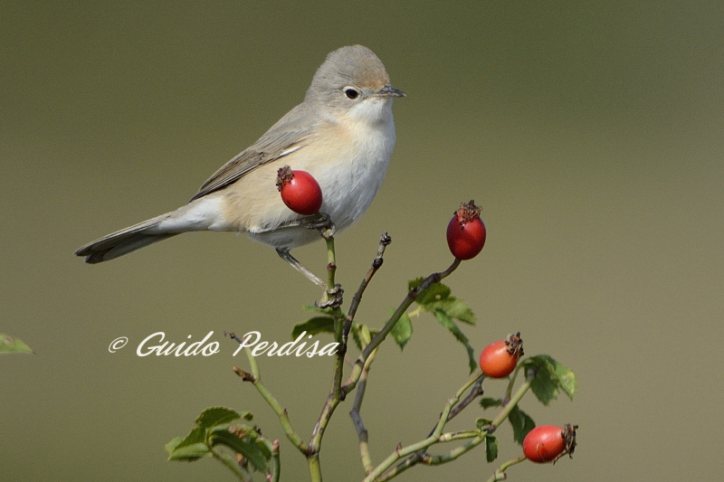 Passeriformi di collina